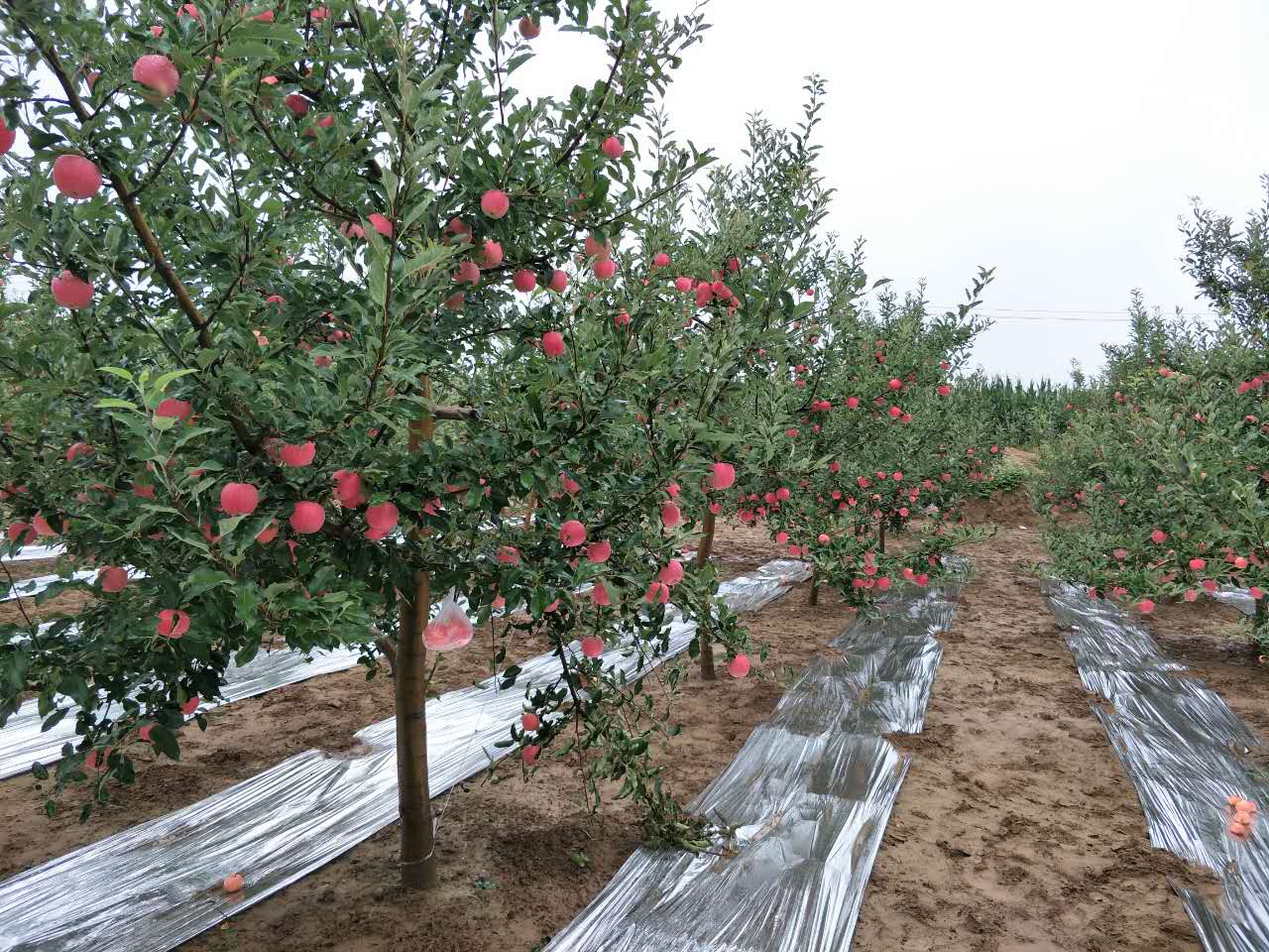 留戀了果香 留戀了果香