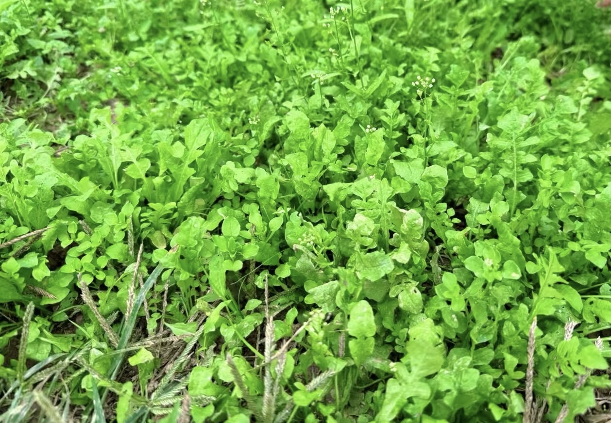 最是初冬薺菜香 最是初冬薺菜香