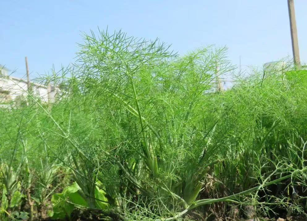 ����  ���l