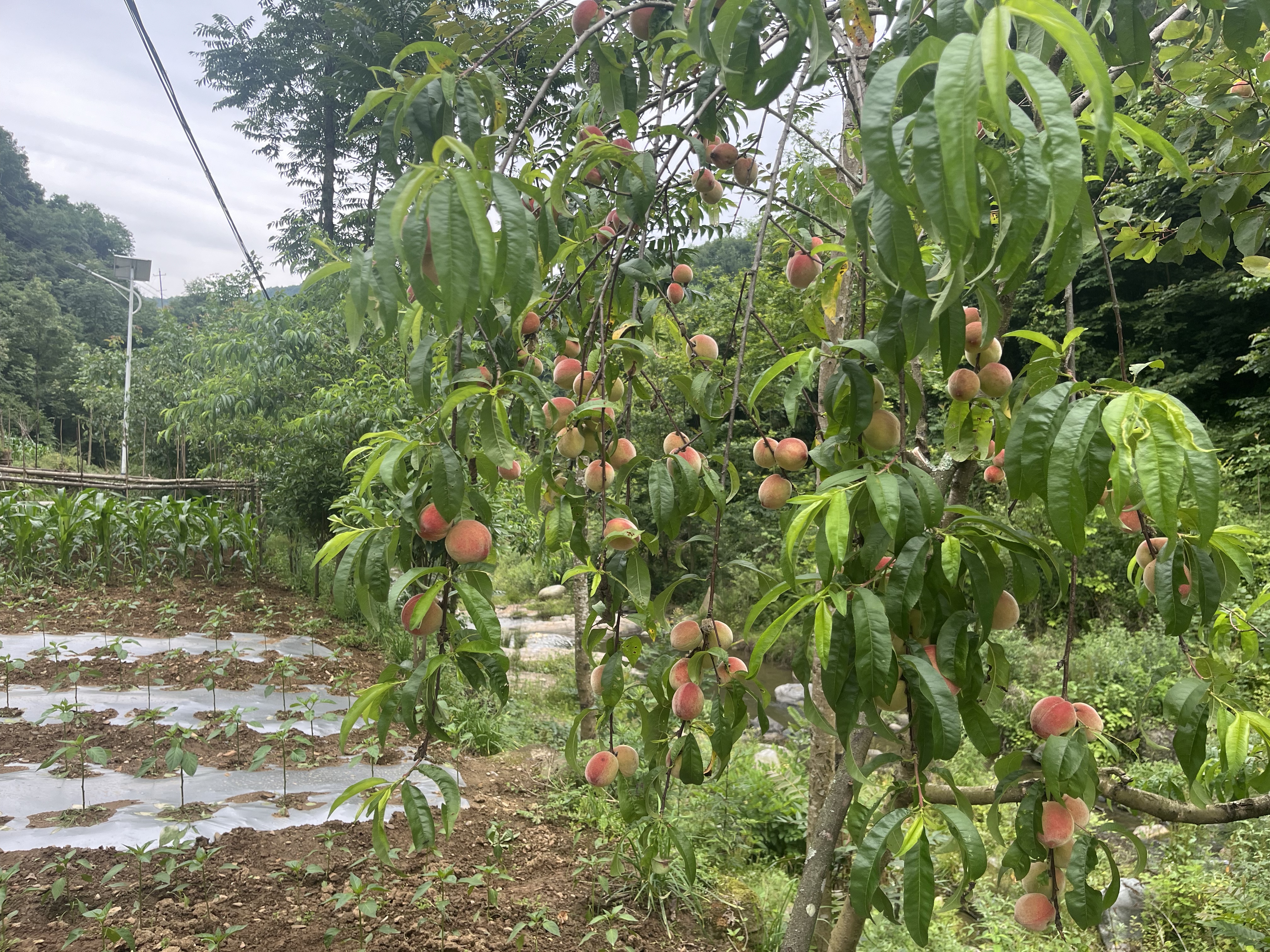 山里人家 山里人家