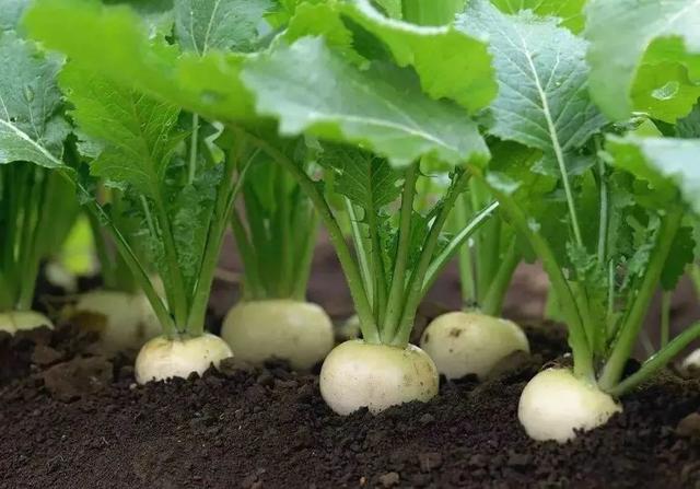 最是蔓菁惹人思 最是蔓菁惹人思