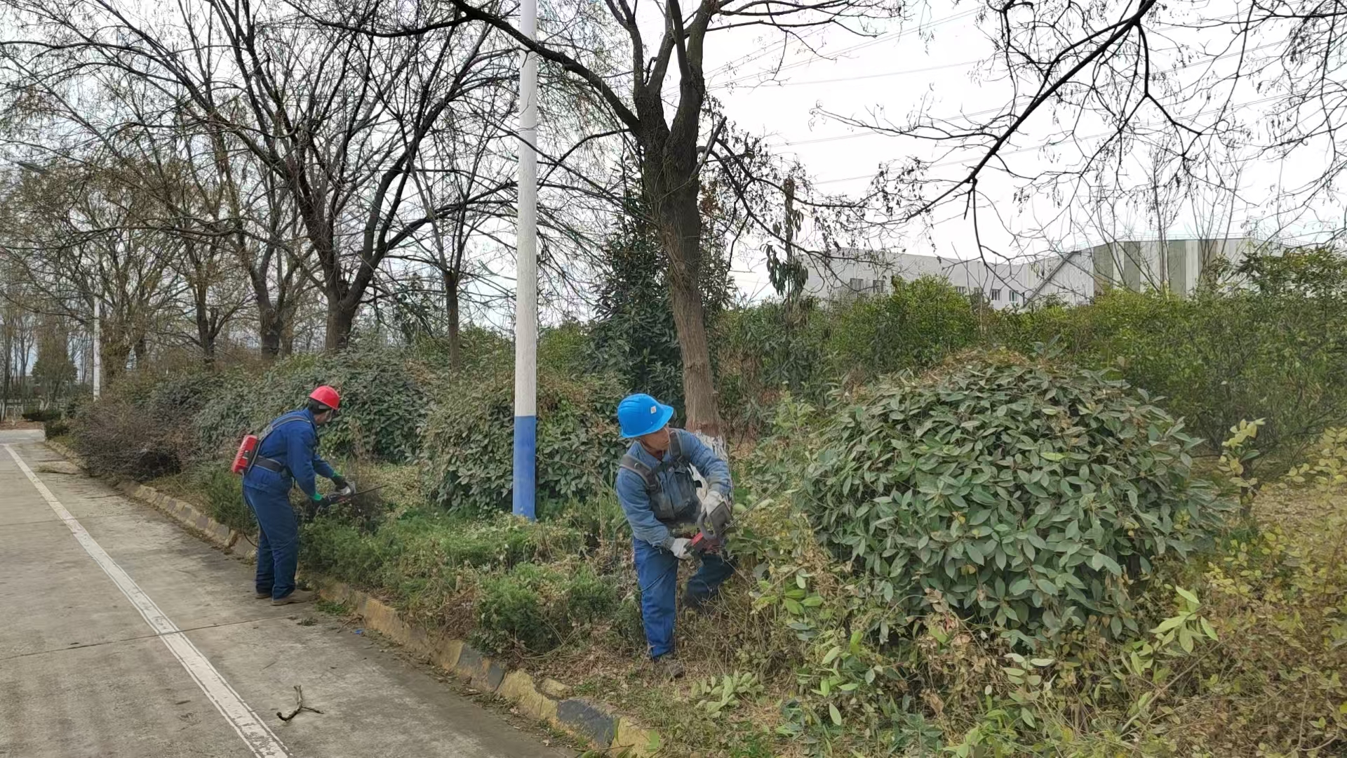寒冬護綠正當時 煥發鋼城新面貌 寒冬護綠正當時 煥發鋼城新面貌
