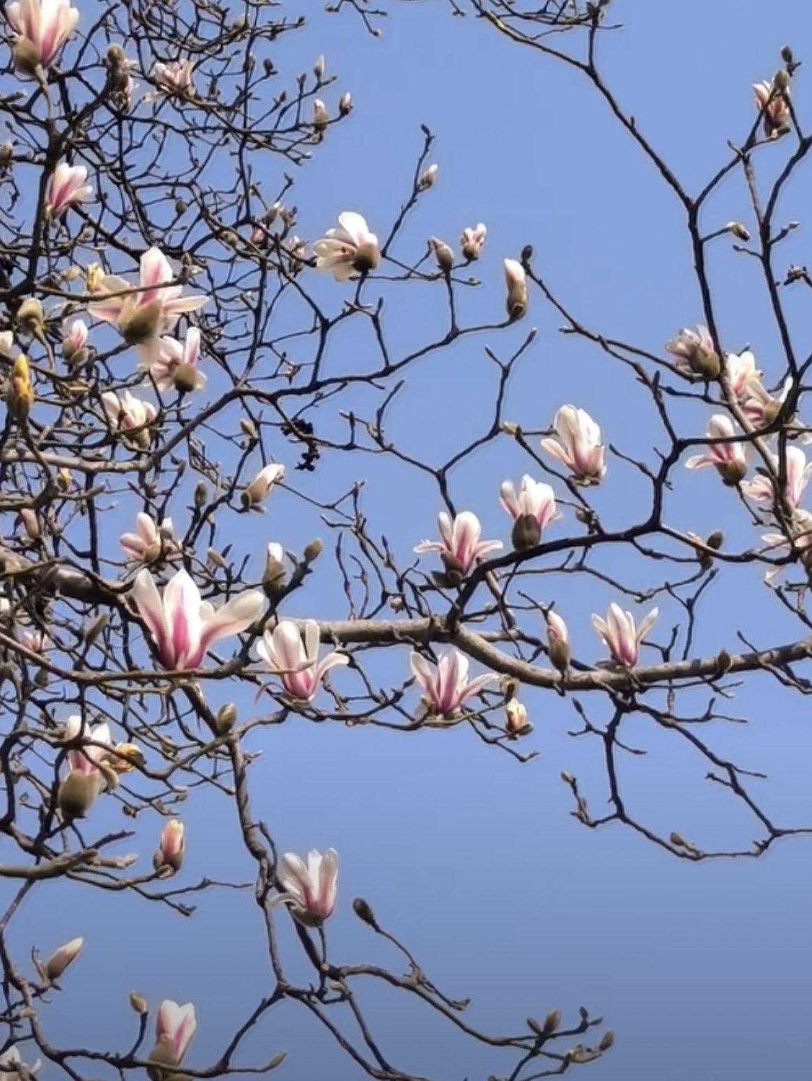 瓷盞盛滿三月風 瓷盞盛滿三月風