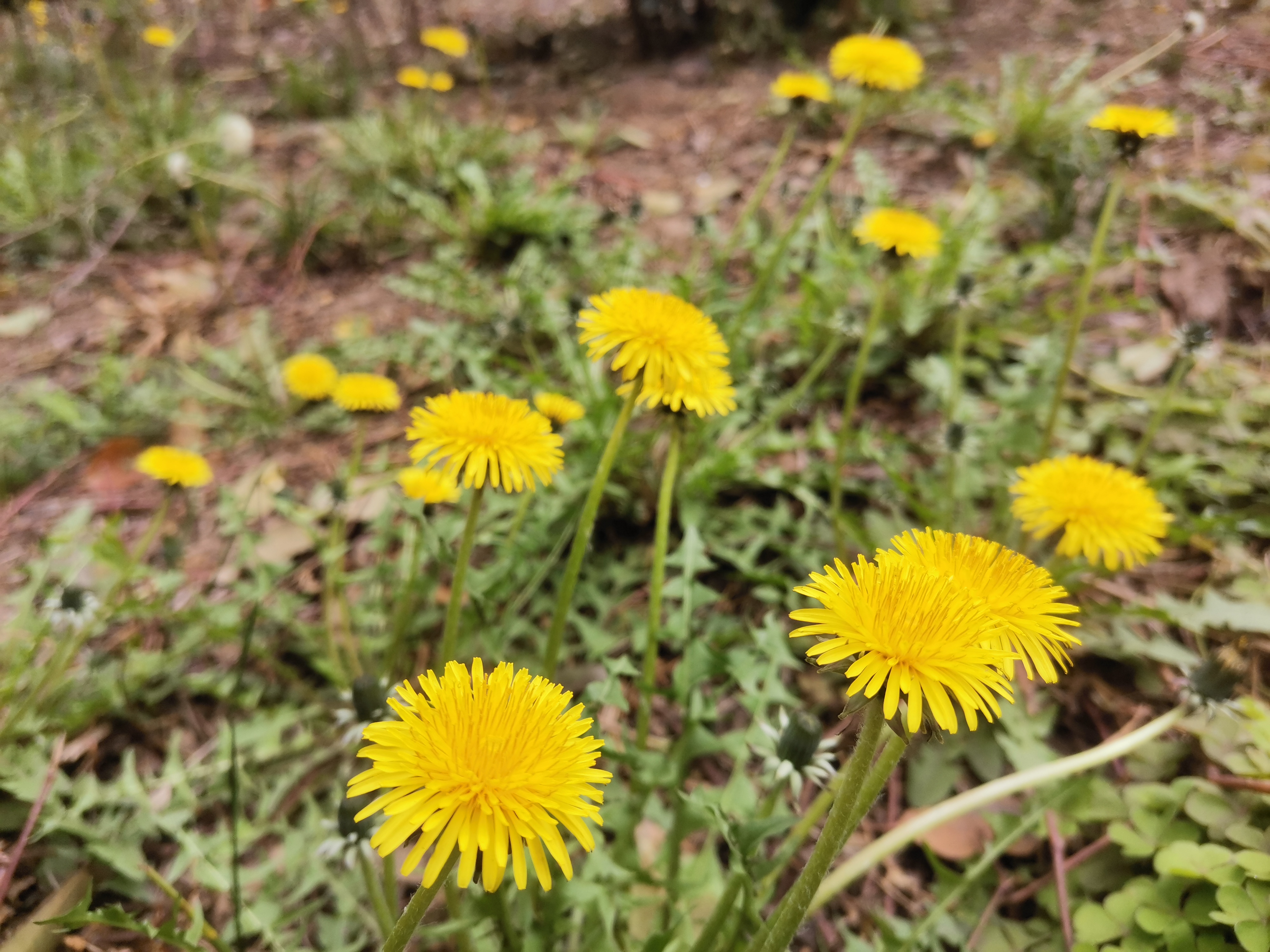 ���¶��� 䓳Ǵ�ɫ���ˑz