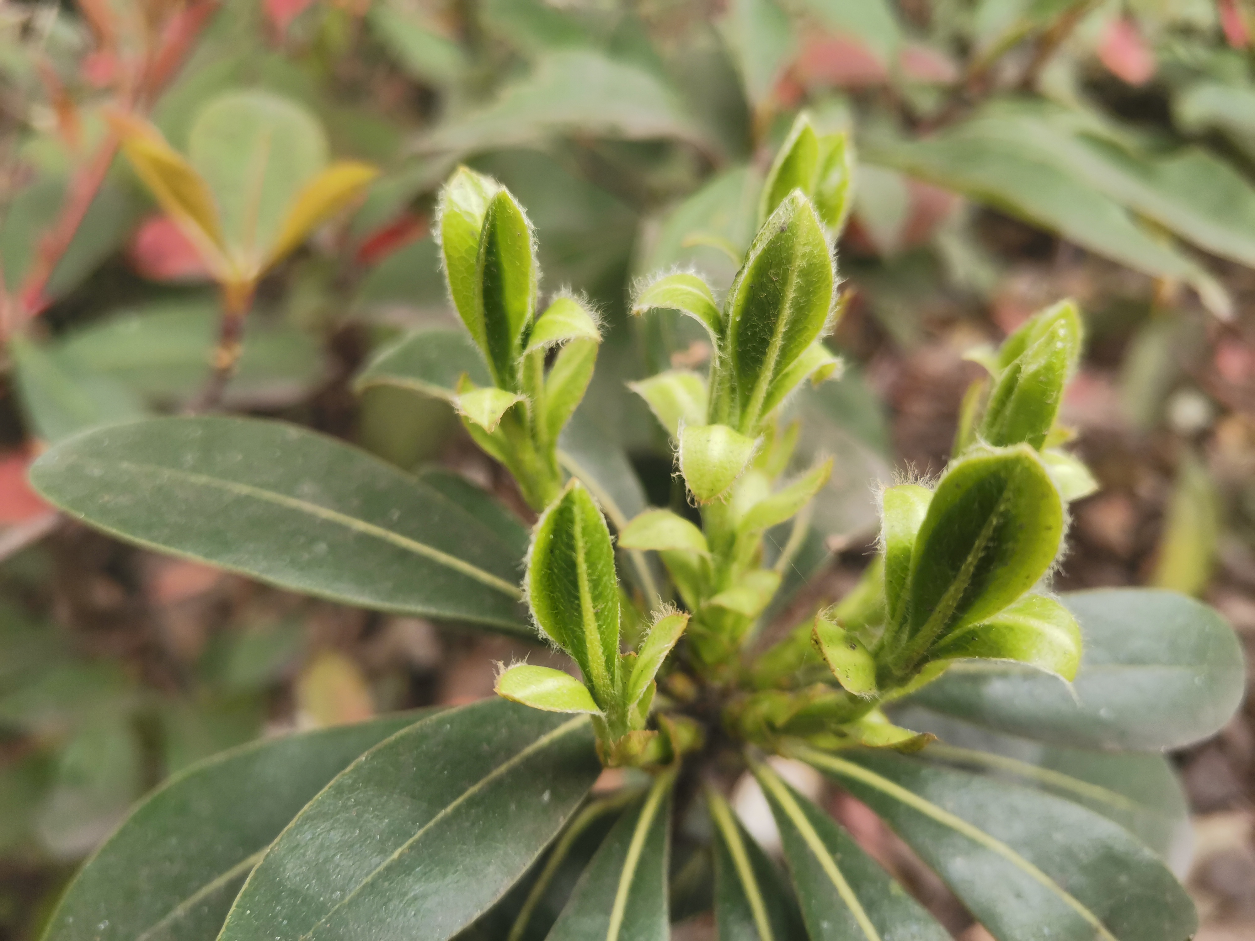 向新而生 鋼城春色惹人憐 向新而生 鋼城春色惹人憐