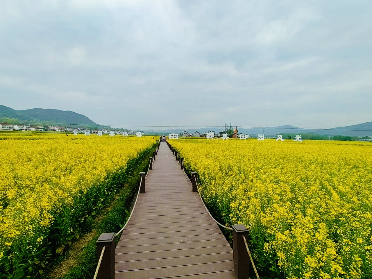 金色花海里的春天 金色花海里的春天