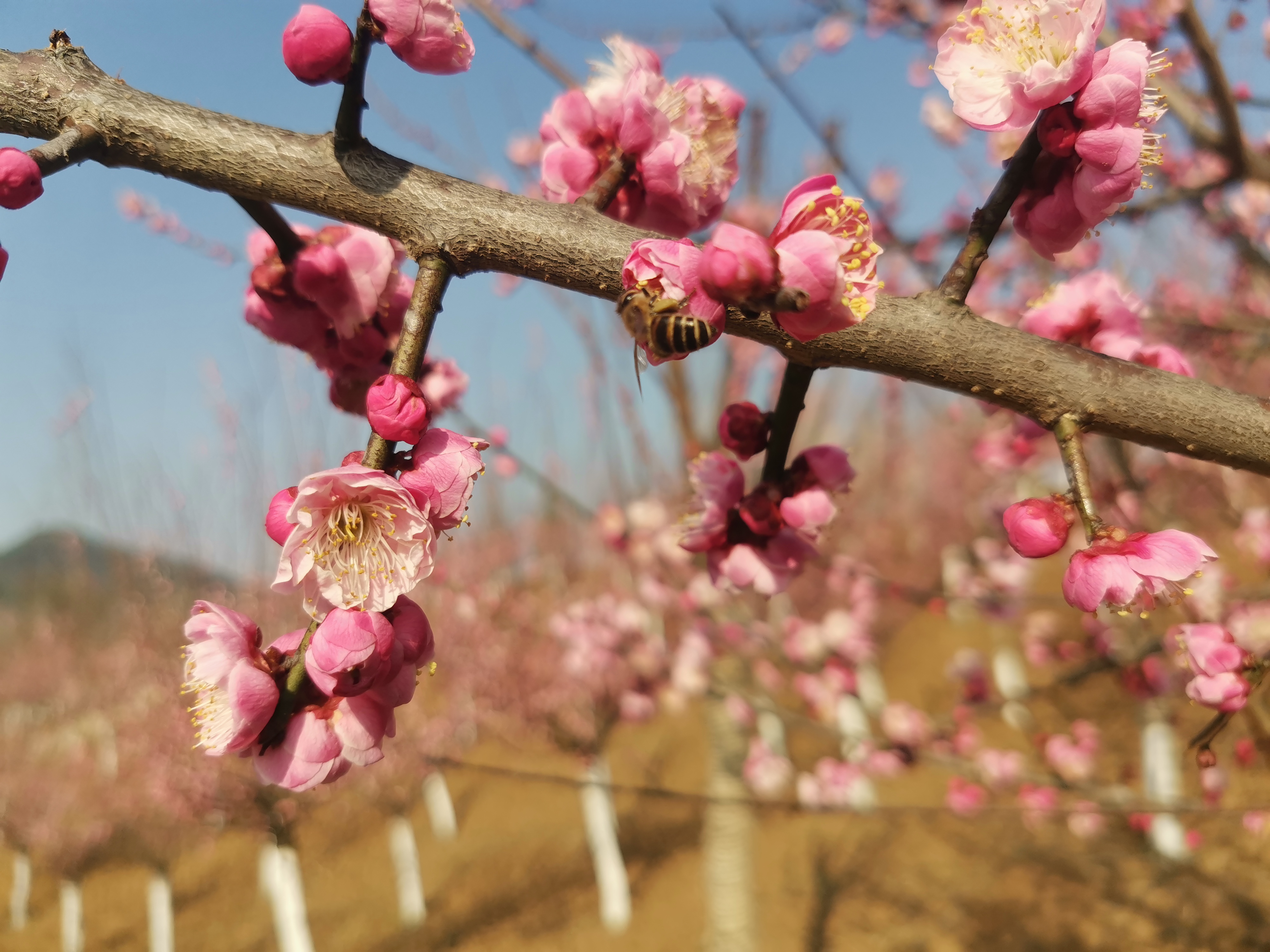 花海古韻織春錦,漢風新味醉人間 花海古韻織春錦,漢風新味醉人間
