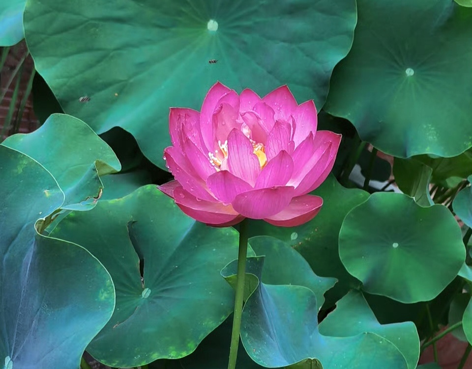 守廉潔初心,綻清蓮熠熠華光 守廉潔初心,綻清蓮熠熠華光