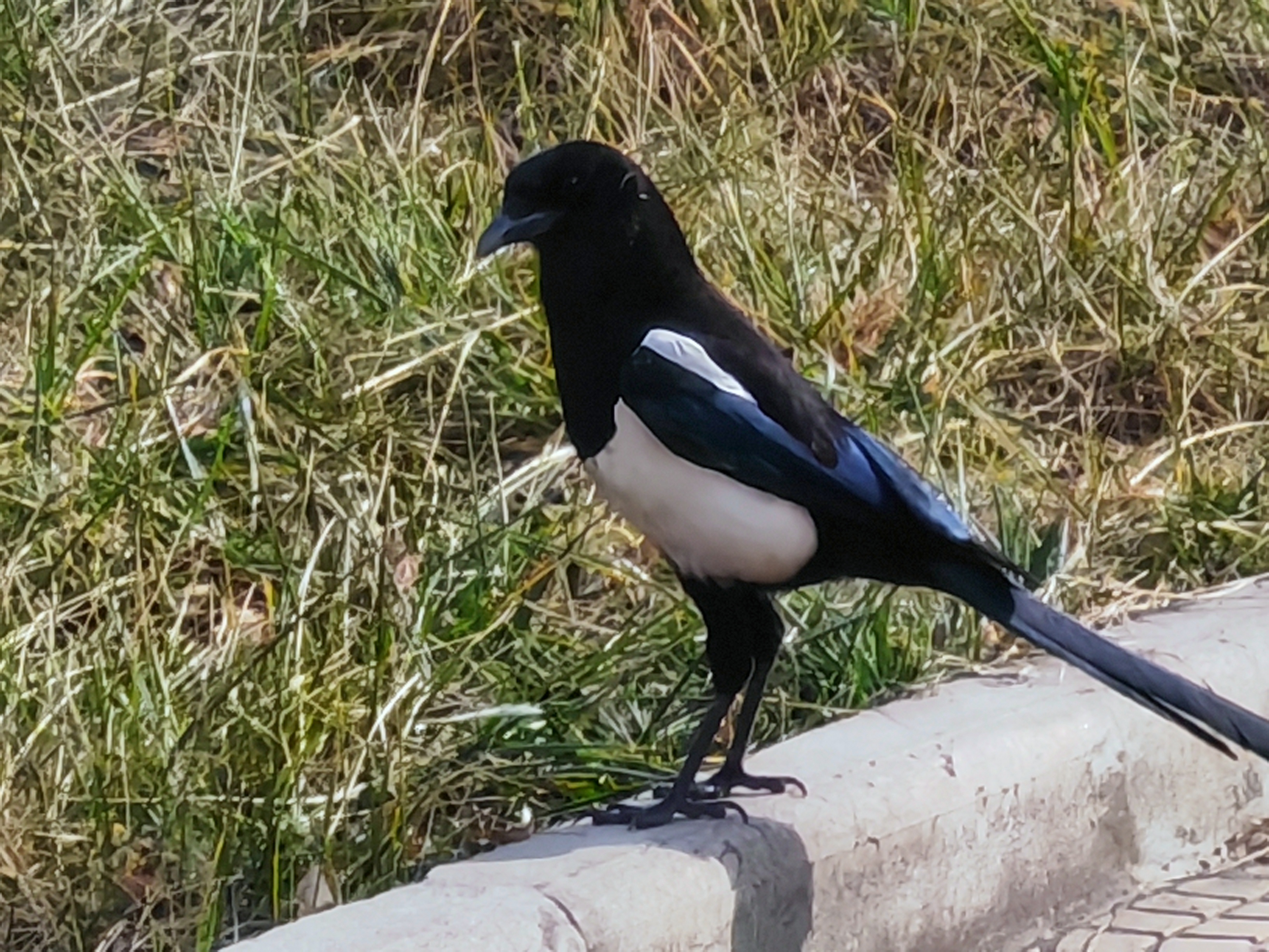 打破刻板 多維觀鵲 打破刻板 多維觀鵲