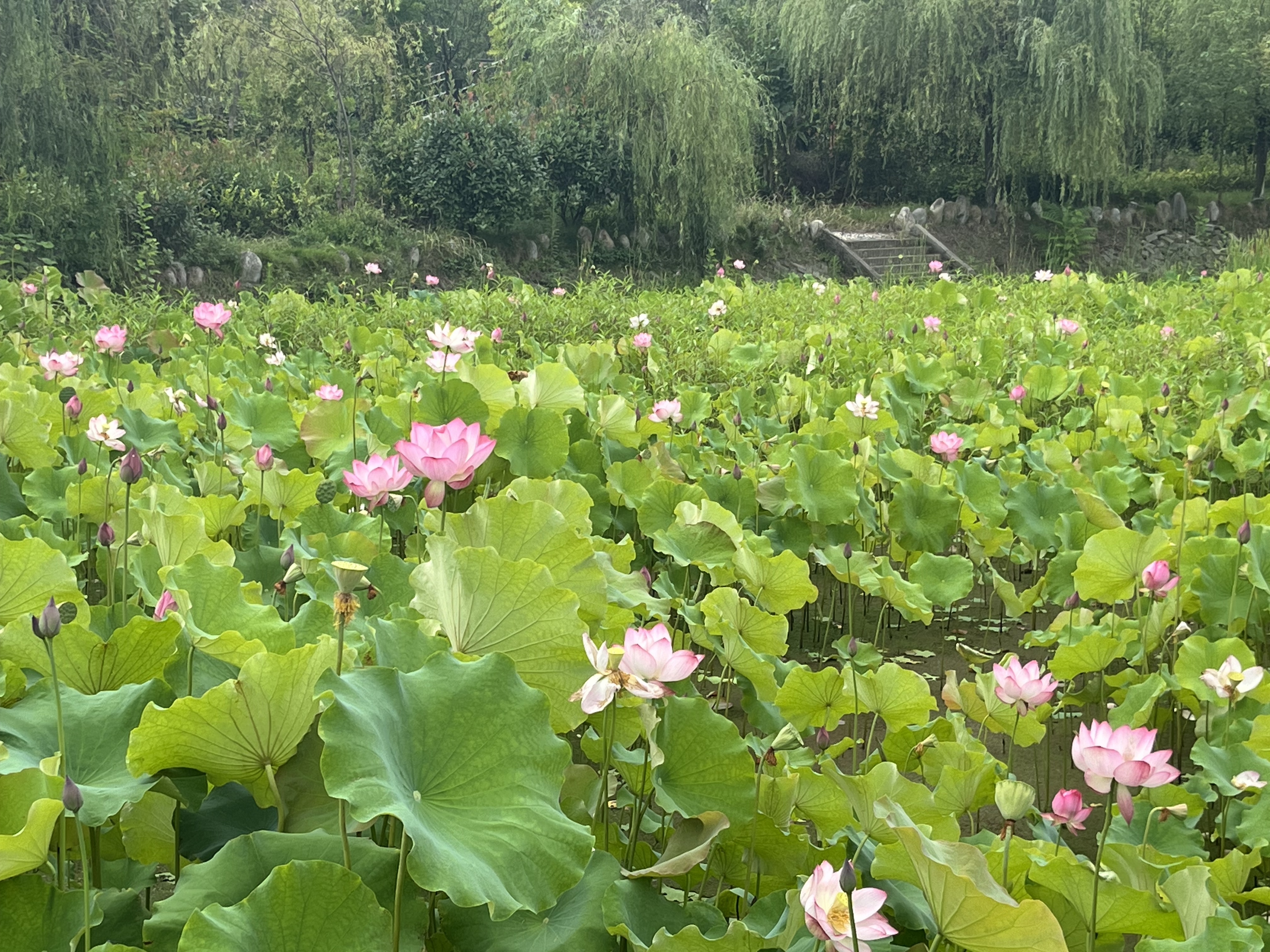 夏日荷塘 夏日荷塘