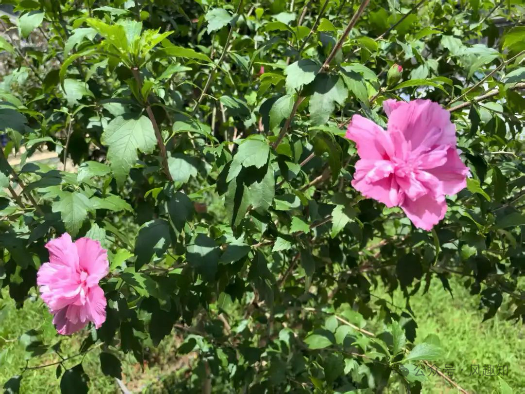 桂香牽故味,木槿繞鄉(xiāng)愁 桂香牽故味,木槿繞鄉(xiāng)愁