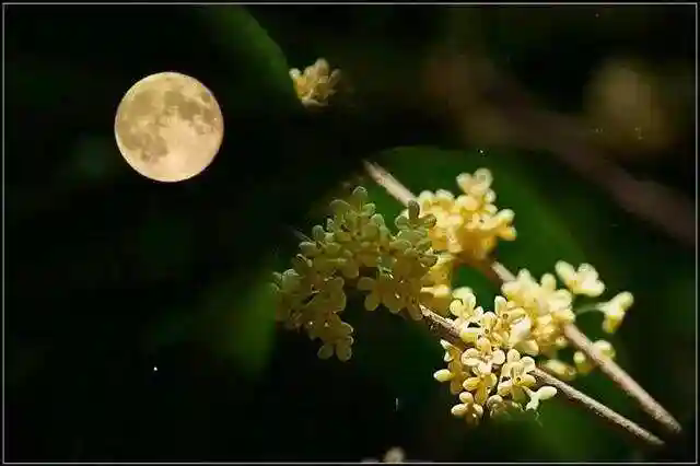 月滿紅旗艷,家國(guó)共此時(shí) 月滿紅旗艷,家國(guó)共此時(shí)