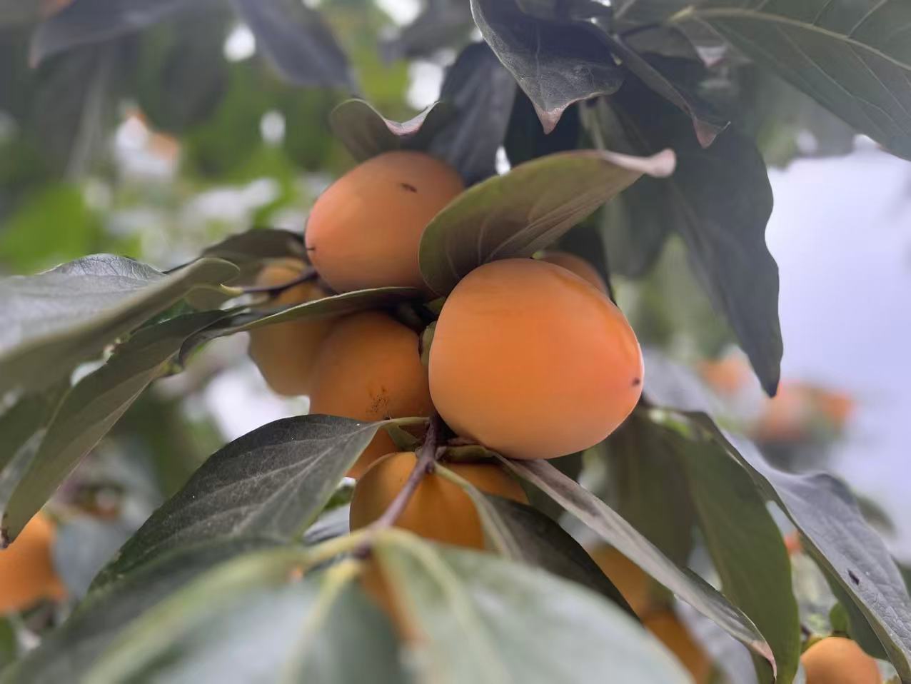 故鄉的秋 故鄉的秋