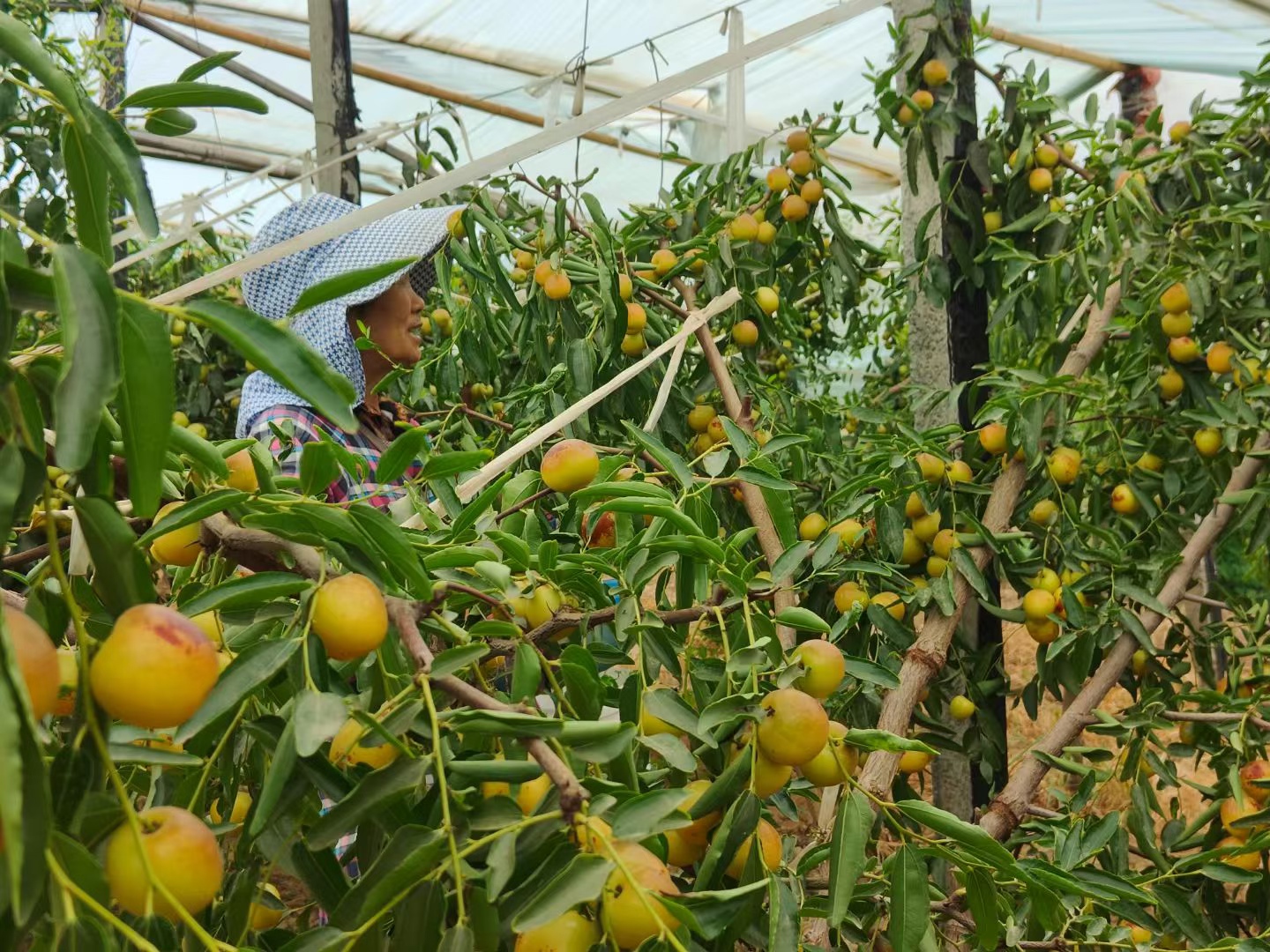 故鄉的秋 故鄉的秋