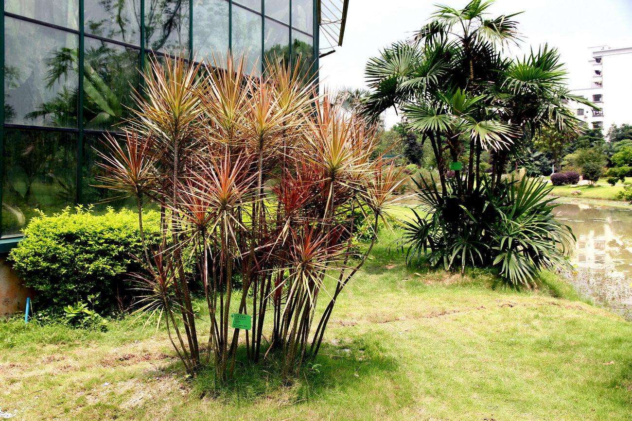 【鋼城文苑】有木千年,君見傾心 【鋼城文苑】有木千年,君見傾心