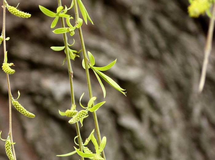 【鋼城文苑】那一抹新綠 【鋼城文苑】那一抹新綠