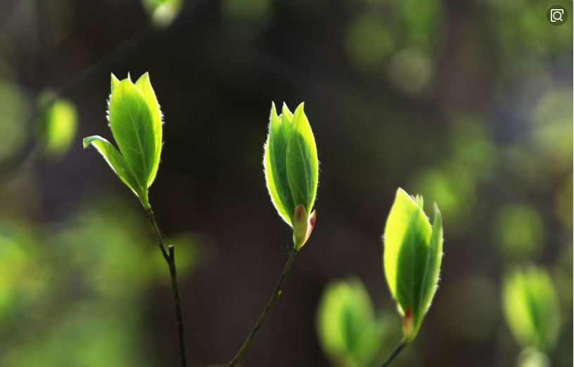 【鋼城文苑】又到清明 【鋼城文苑】又到清明