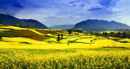 【鋼城文苑】我想做一株油菜花 【鋼城文苑】我想做一株油菜花