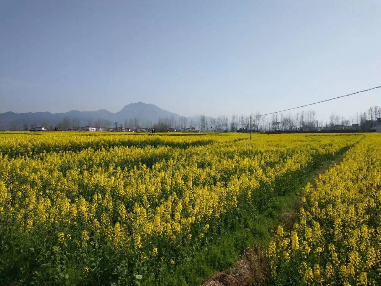 【鋼城文苑】三國舊識─-致油菜花海 【鋼城文苑】三國舊識─-致油菜花海