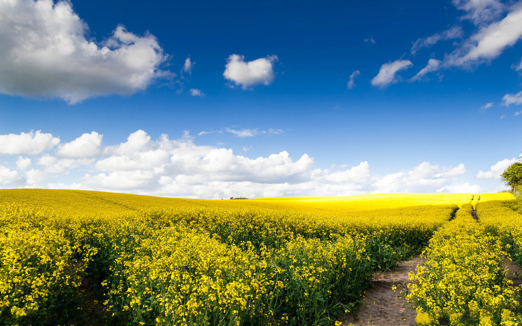【鋼城文苑】又是一年菜花黃 【鋼城文苑】又是一年菜花黃