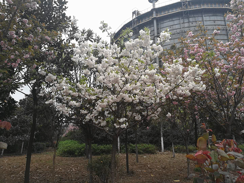 【美麗漢鋼】美翻了,一起到漢鋼來賞花! 【美麗漢鋼】美翻了,一起到漢鋼來賞花!