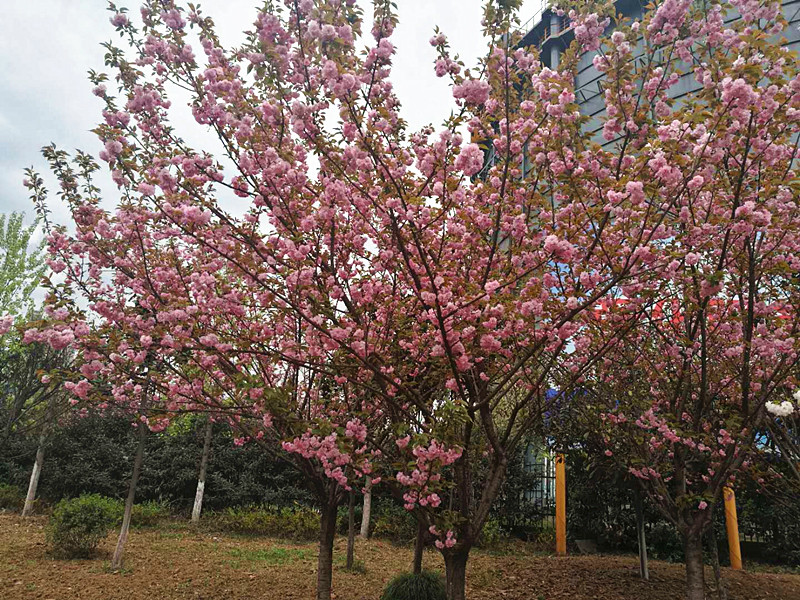 【美麗漢鋼】美翻了,一起到漢鋼來賞花! 【美麗漢鋼】美翻了,一起到漢鋼來賞花!