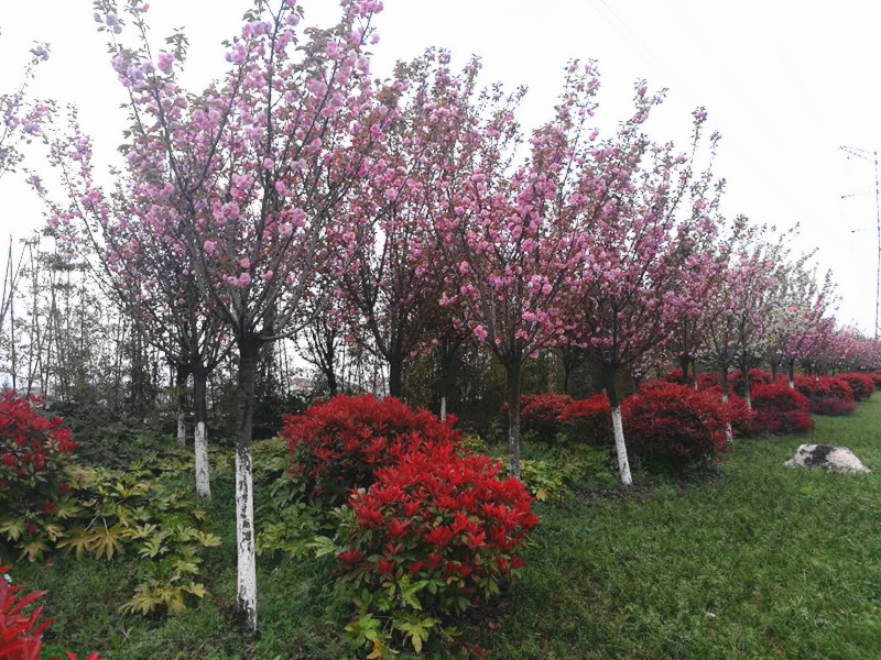 【美麗漢鋼】美翻了,一起到漢鋼來賞花! 【美麗漢鋼】美翻了,一起到漢鋼來賞花!