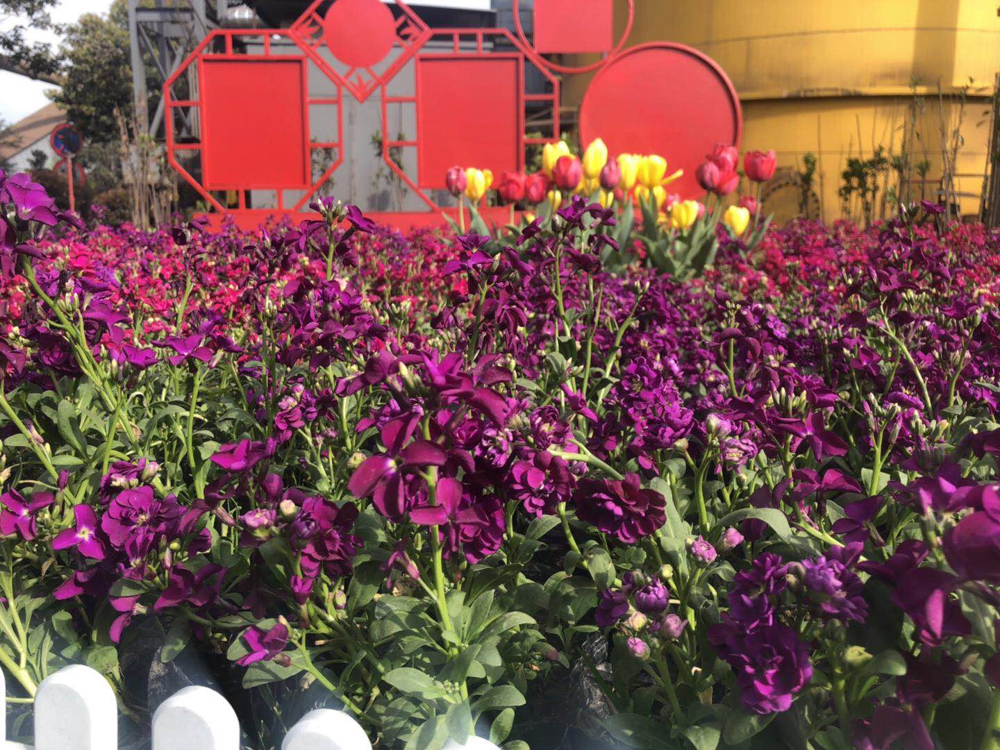 【美麗漢鋼】美翻了,一起到漢鋼來賞花! 【美麗漢鋼】美翻了,一起到漢鋼來賞花!