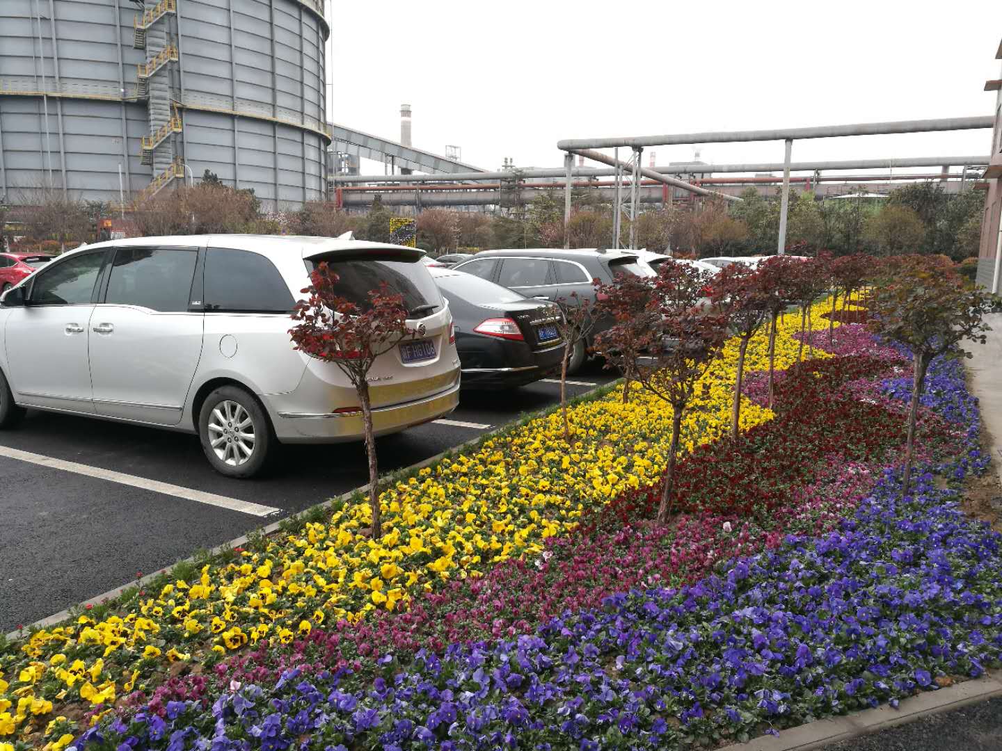 【美麗漢鋼】美翻了,一起到漢鋼來賞花! 【美麗漢鋼】美翻了,一起到漢鋼來賞花!