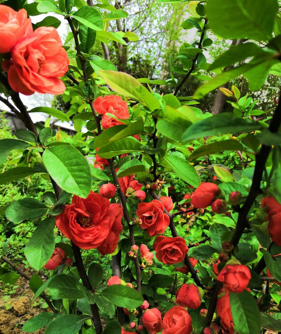 【鋼城文苑】海棠依舊 【鋼城文苑】海棠依舊