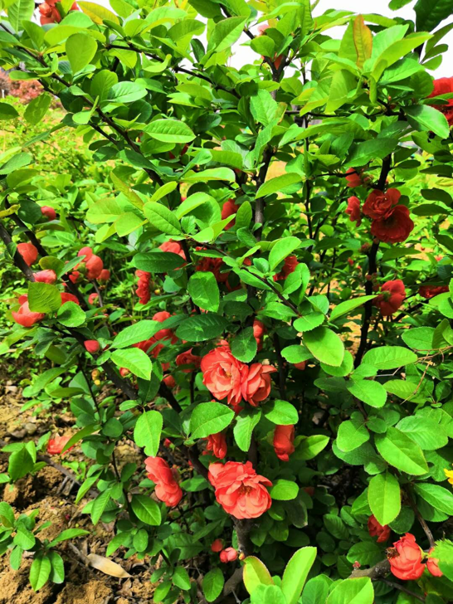 【鋼城文苑】海棠依舊 【鋼城文苑】海棠依舊