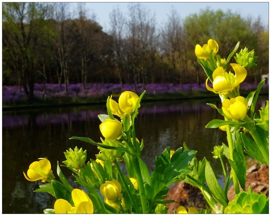 【鋼城文苑】一抹春光似流年 【鋼城文苑】一抹春光似流年