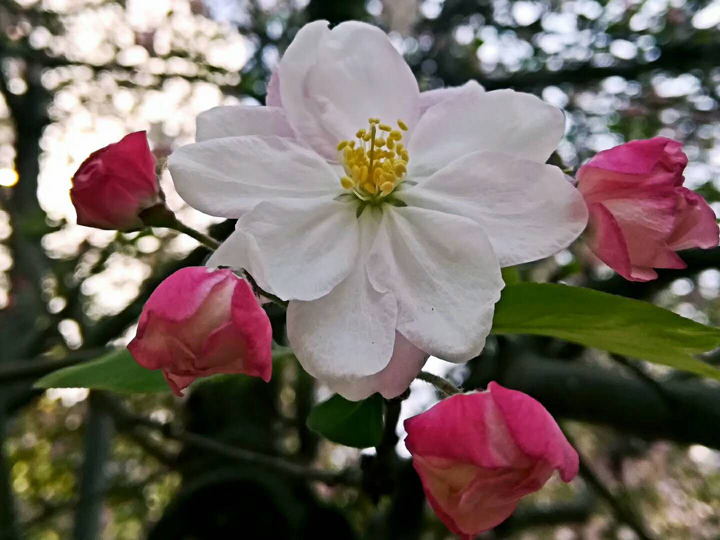 【鋼城文苑】春雨來過 【鋼城文苑】春雨來過