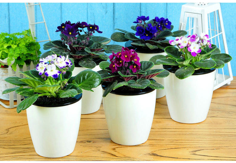 【鋼城文苑】養(yǎng)花的樂(lè)趣 【鋼城文苑】養(yǎng)花的樂(lè)趣