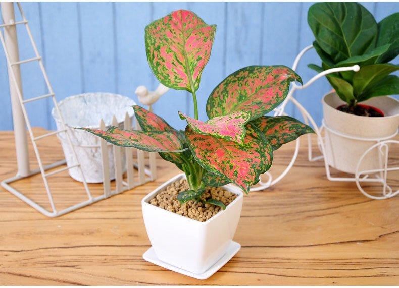 【鋼城文苑】養(yǎng)花的樂(lè)趣 【鋼城文苑】養(yǎng)花的樂(lè)趣