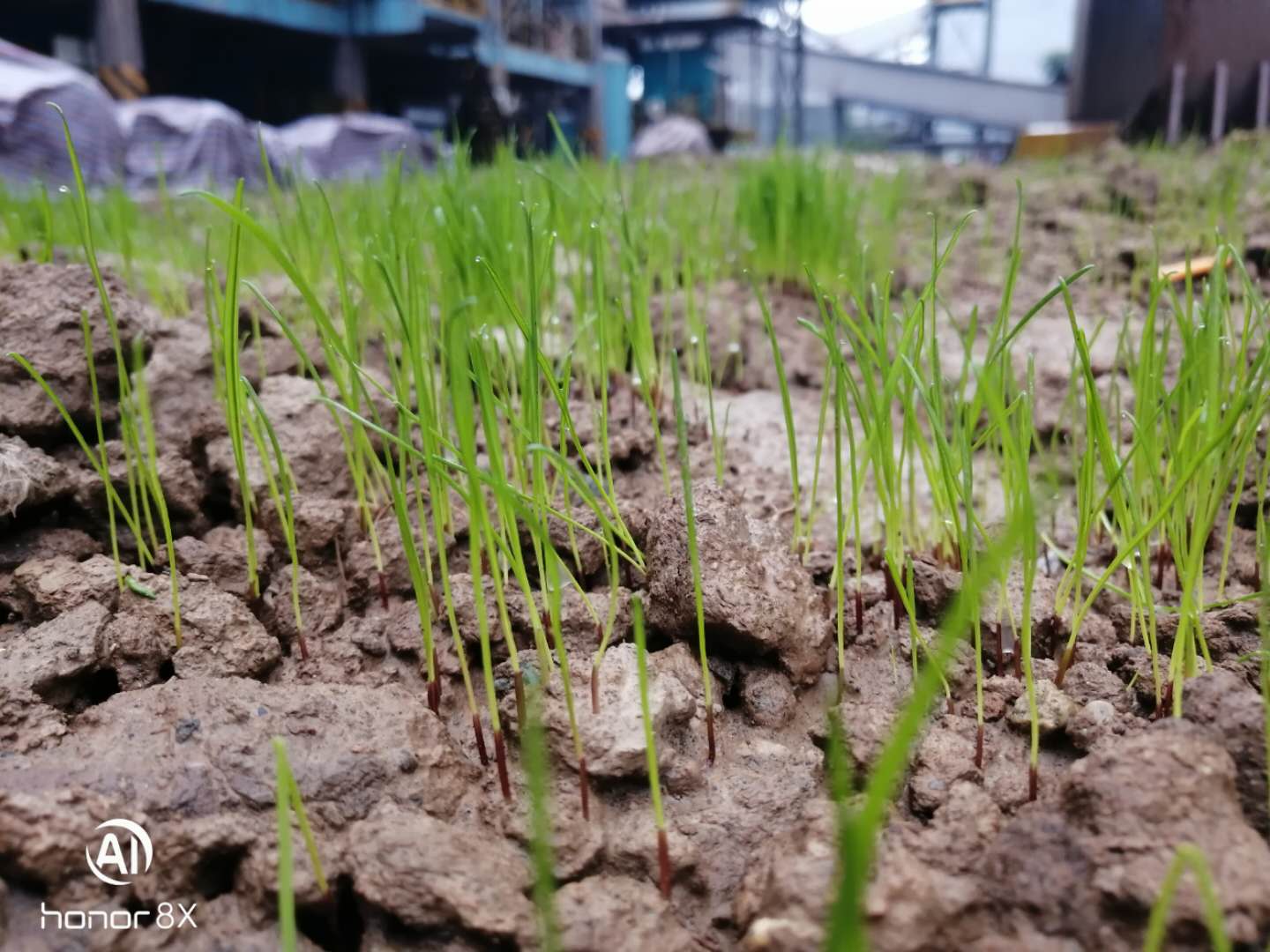 【基層動態】看，這里將是一片綠景