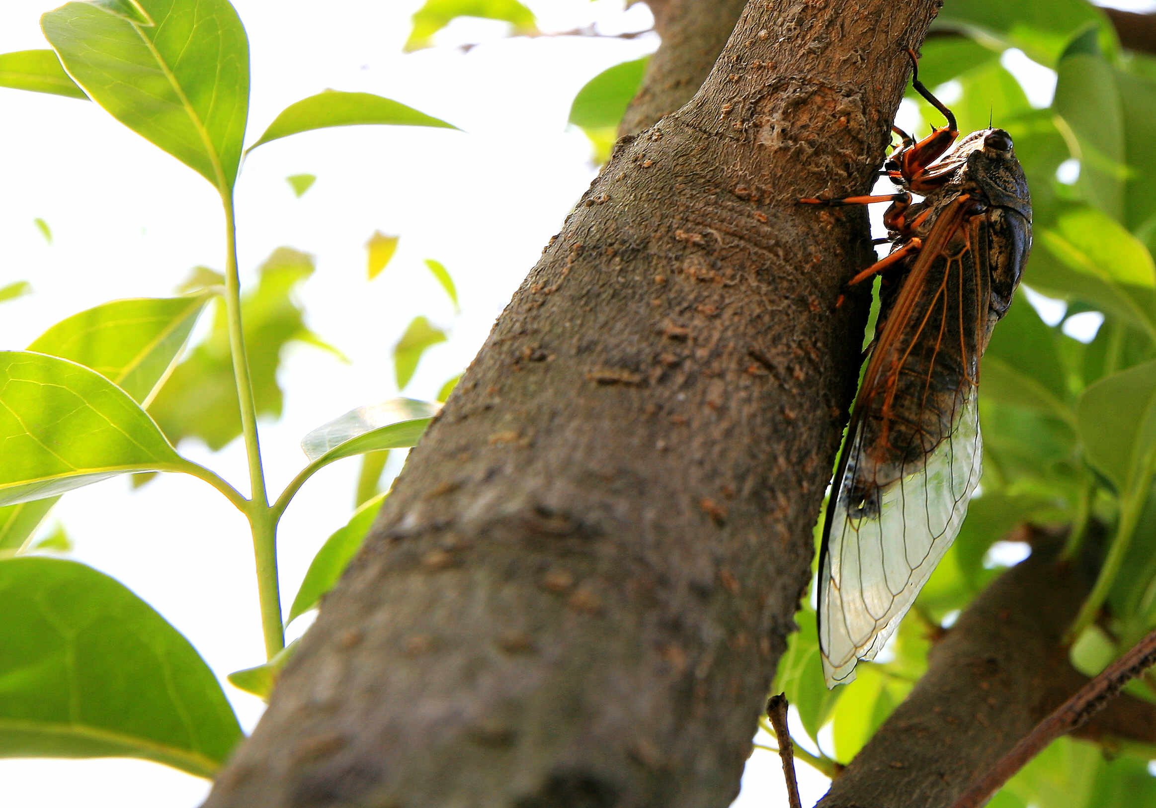 【鋼城文苑】蟬音漸稀