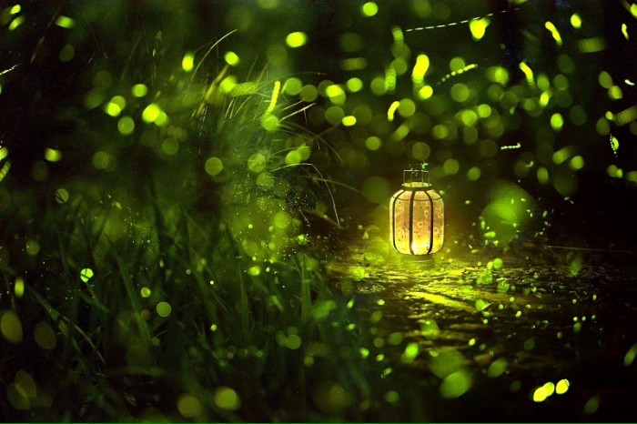 【鋼城文苑】螢火蟲