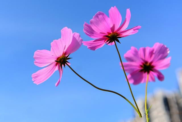 【鋼城文苑】秋語