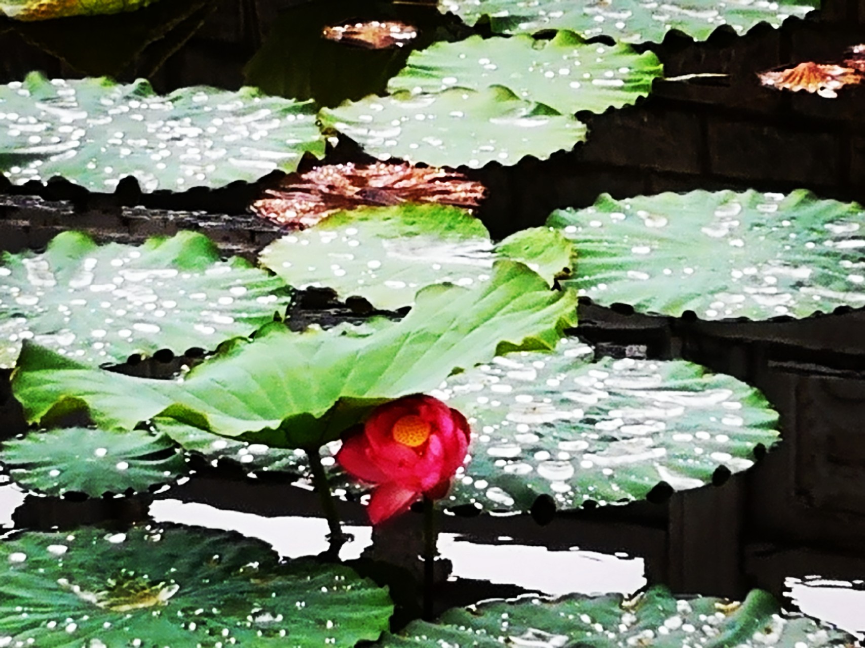 【鋼城文苑】聽(tīng)雨