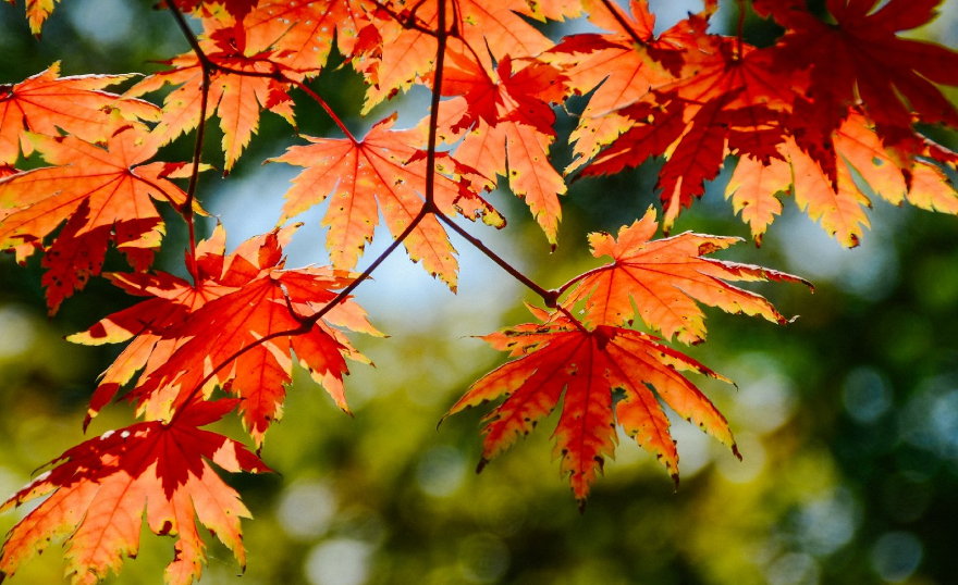 ��䓳���Է���l�җ��t�y���S