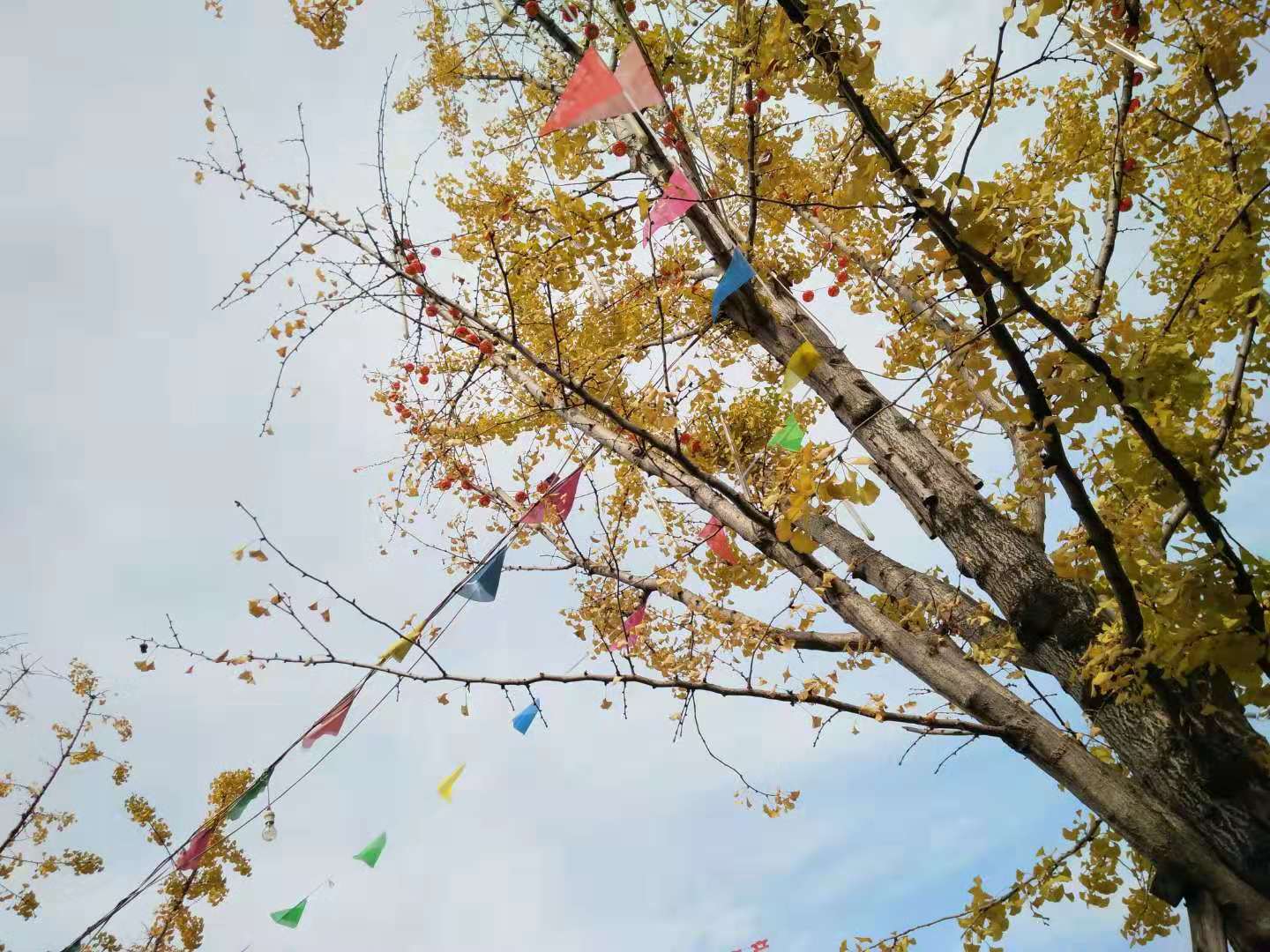 【鋼城文苑】樹葉黃了