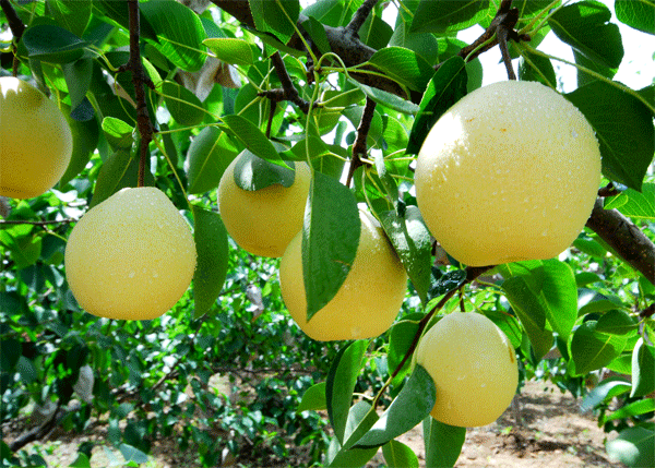 ��䓳���Է�����l(xi��ng)������