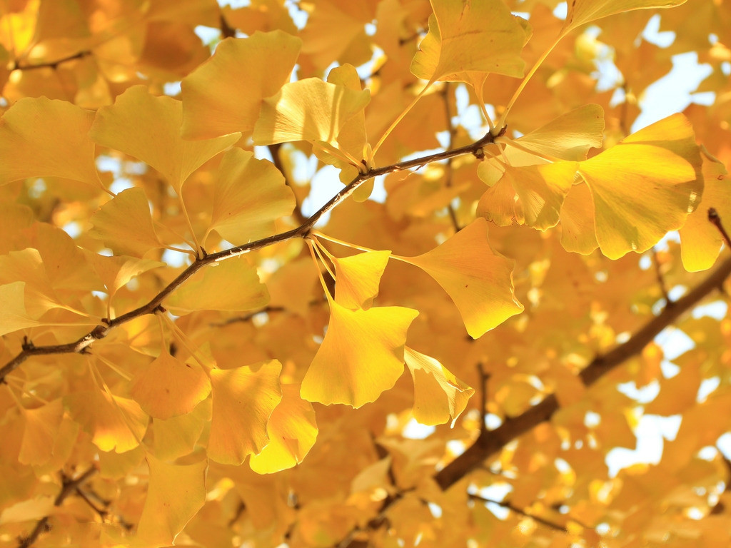 ��䓳���Է�����w�y�Ә�