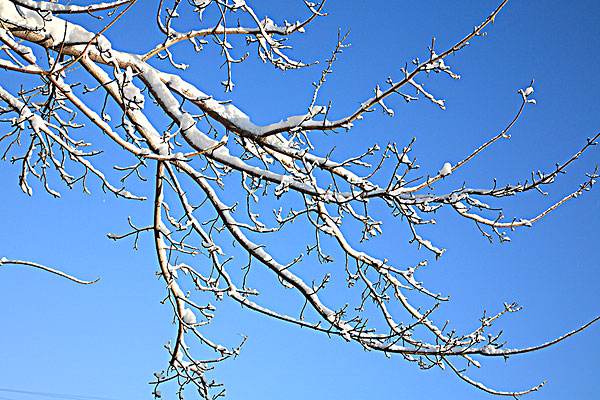 ��䓳���Է�����Ú�֦ ѩ��