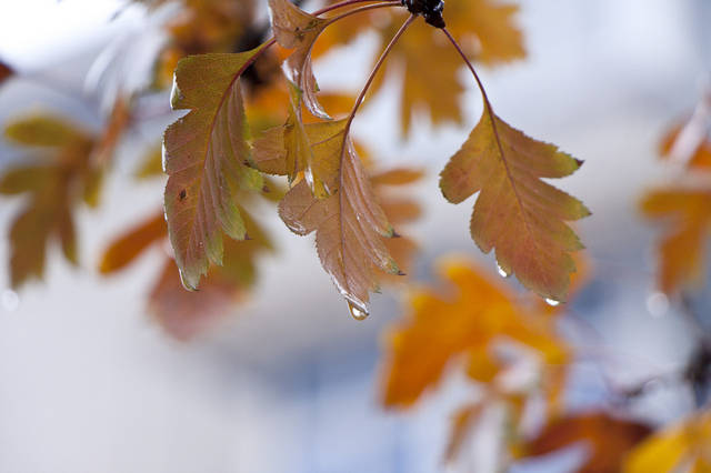 【鋼城文苑】冷雨敲窗 【鋼城文苑】冷雨敲窗
