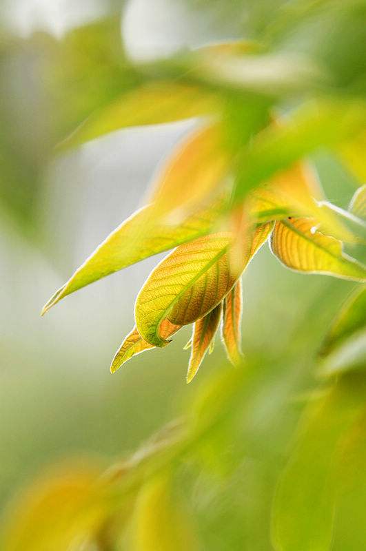 【鋼城文苑】知 春 【鋼城文苑】知 春