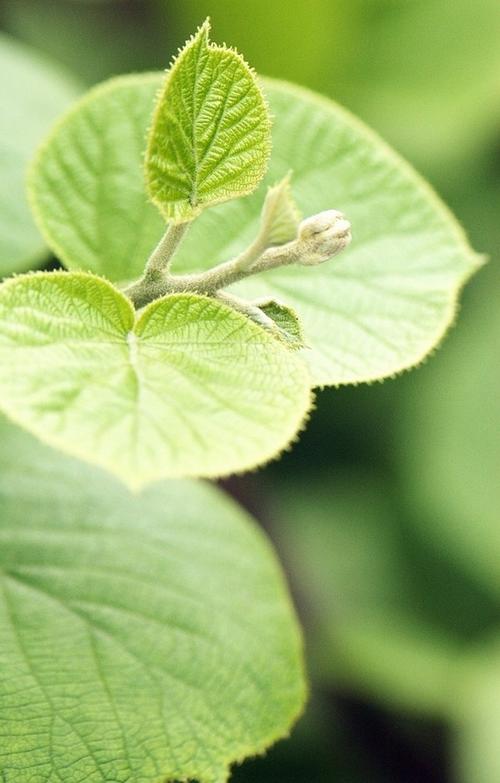 【鋼城文苑】知 春 【鋼城文苑】知 春