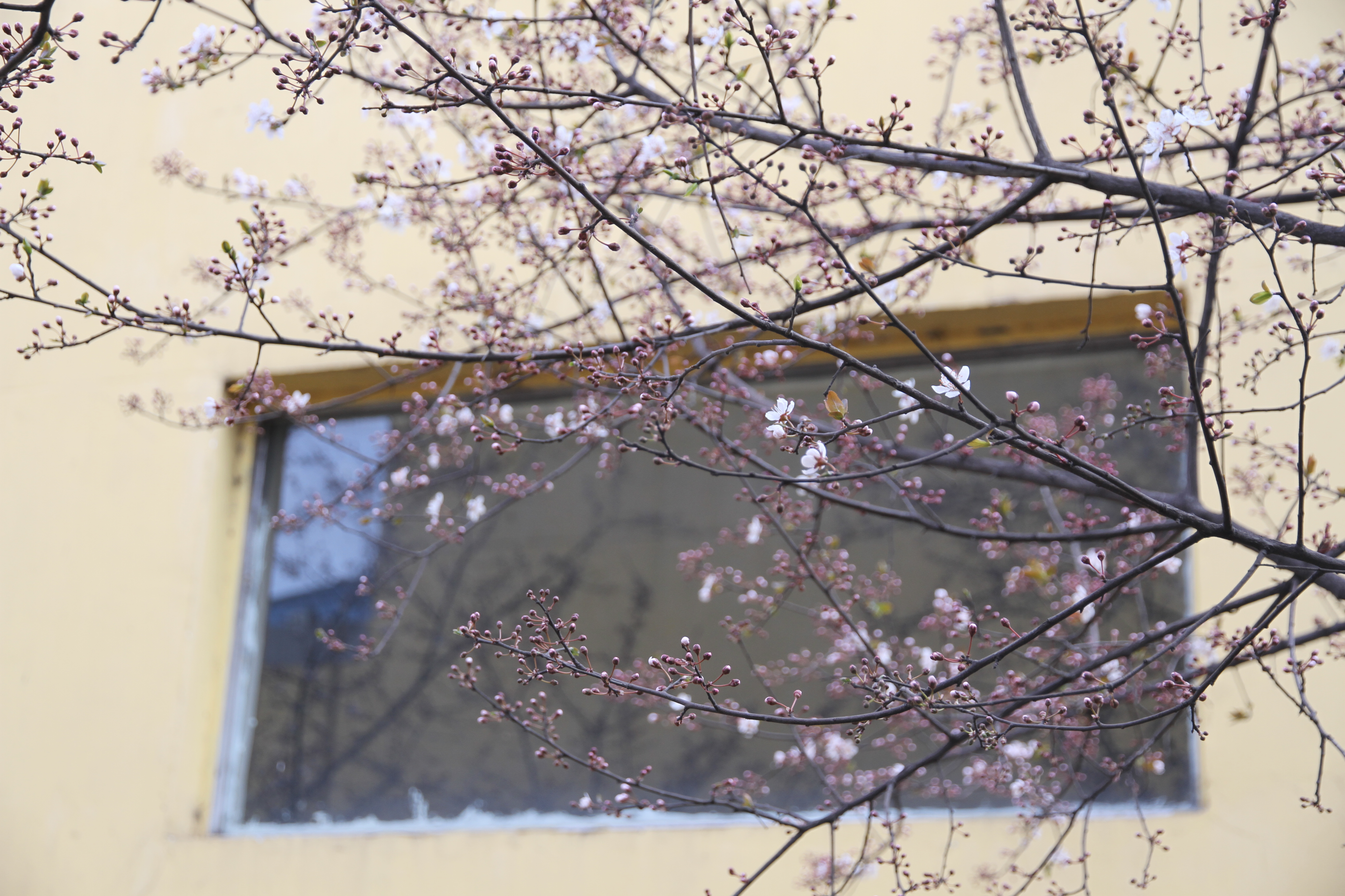 �������h䓡����M䓳ǣ�Ը����ʎ��