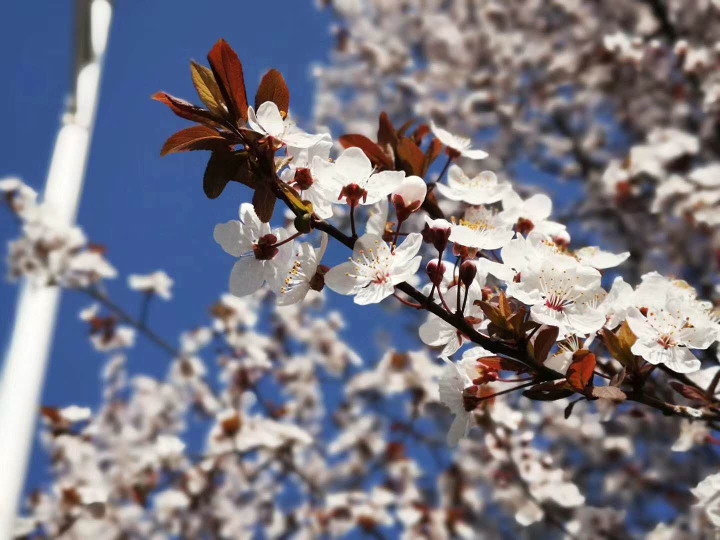 【鋼城文苑】你見過這么美的鋼廠嗎? 【鋼城文苑】你見過這么美的鋼廠嗎?